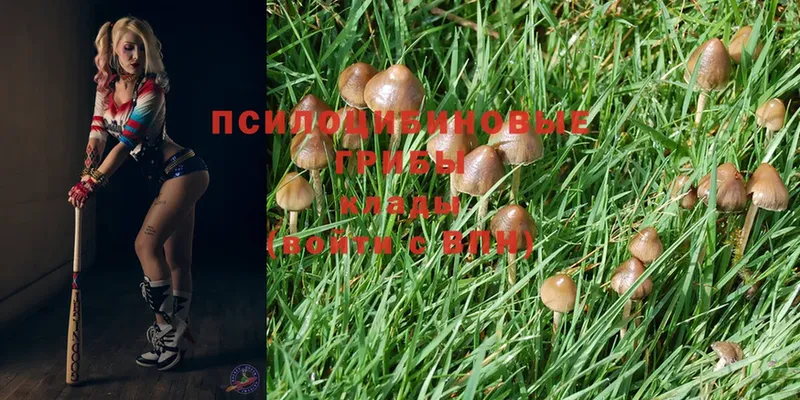 где можно купить наркотик  Кимовск  Псилоцибиновые грибы MAGIC MUSHROOMS 